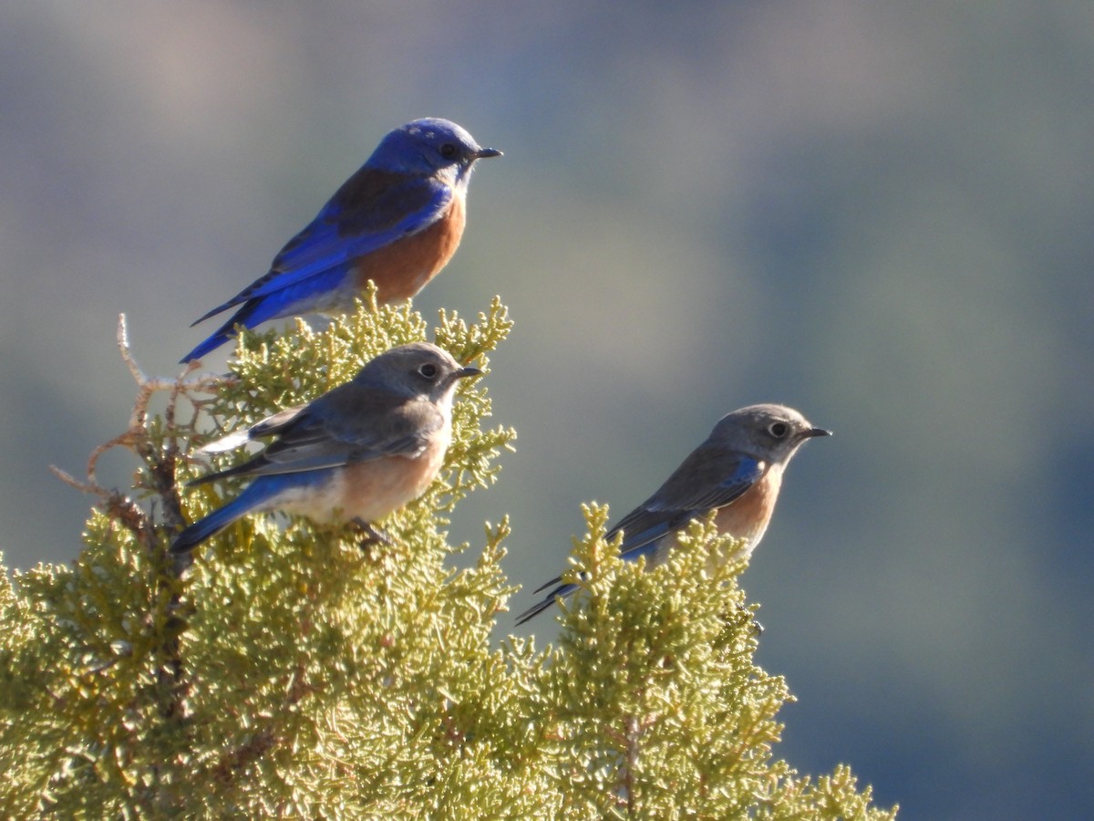 salašník západní - ML646252966