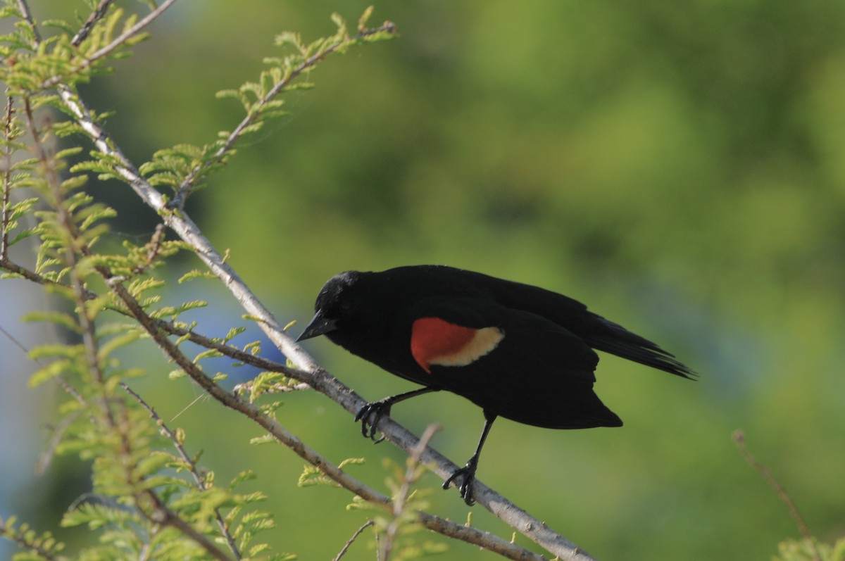 Red-winged Blackbird - ML646252974