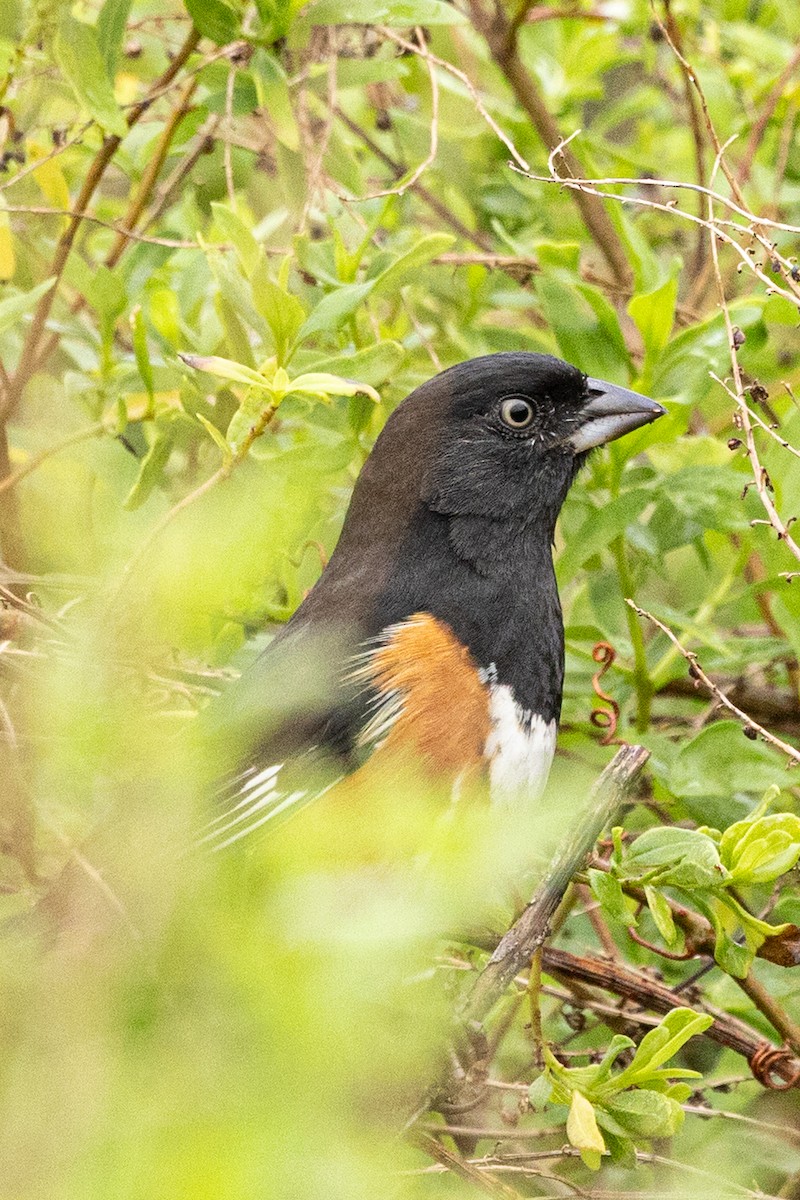 Eastern Towhee - ML646252975