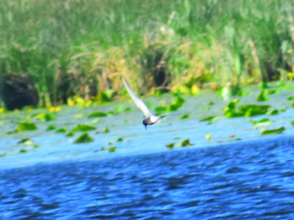 Black Tern - ML646252978