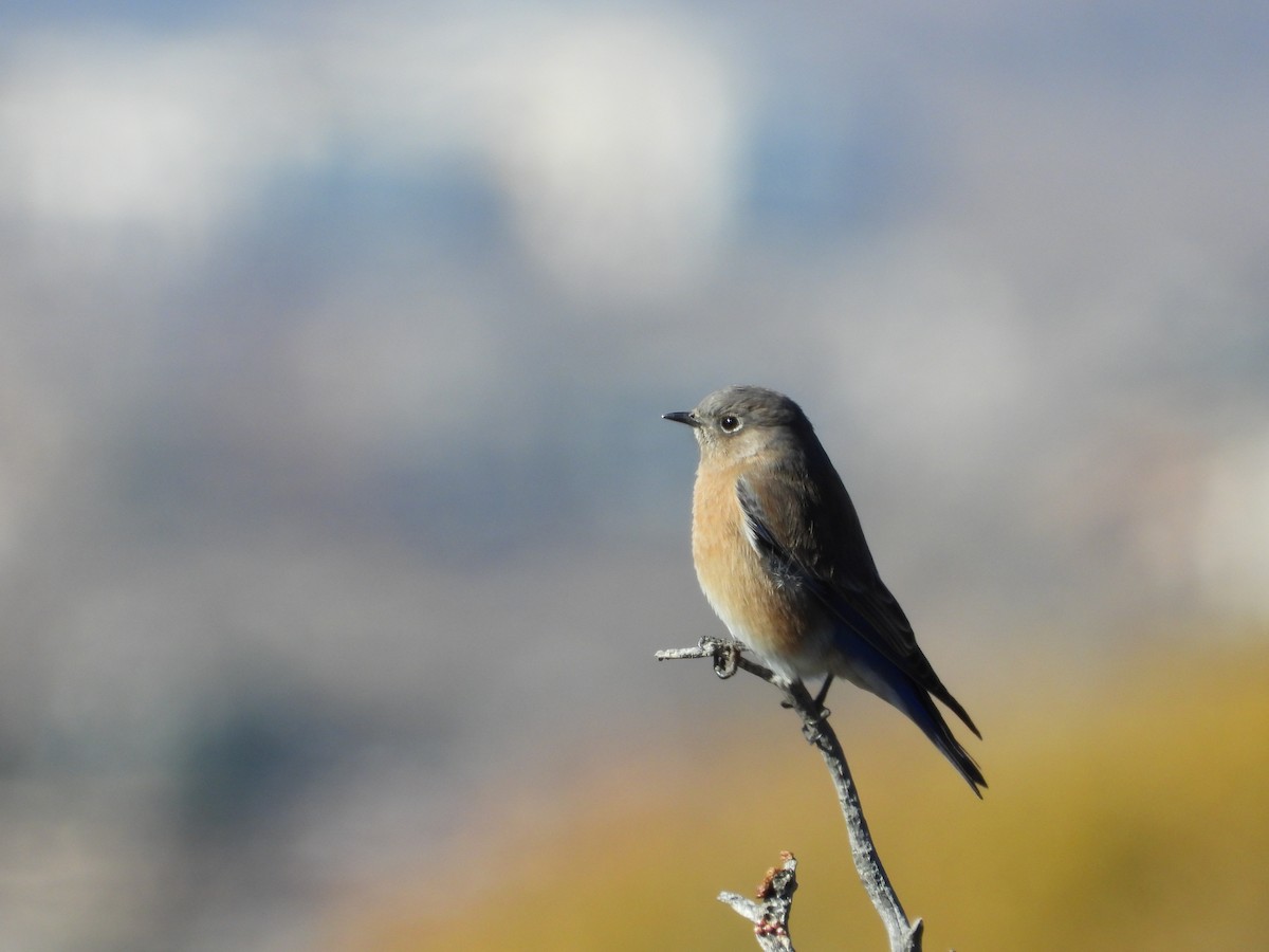 salašník západní - ML646252981