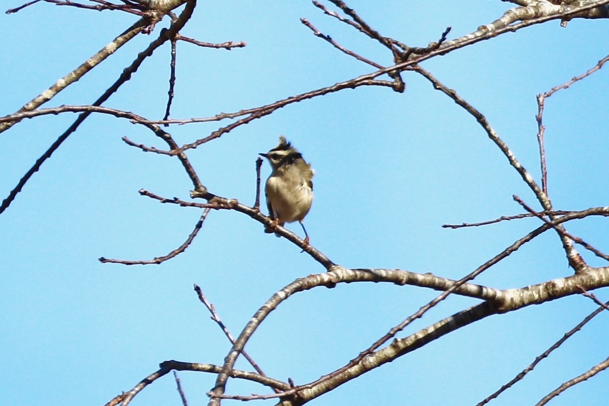 Golden-crowned Kinglet - ML646252982