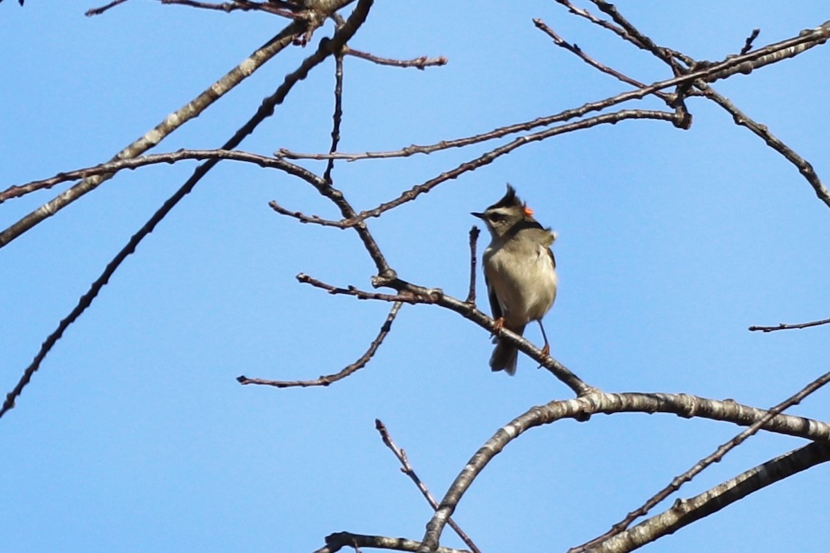 Golden-crowned Kinglet - ML646252983