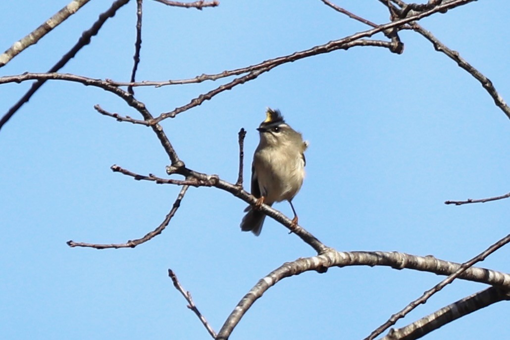 Golden-crowned Kinglet - ML646252984