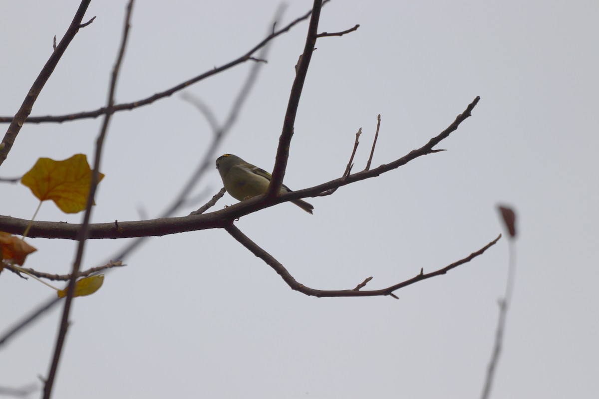 Golden-crowned Kinglet - ML646252985