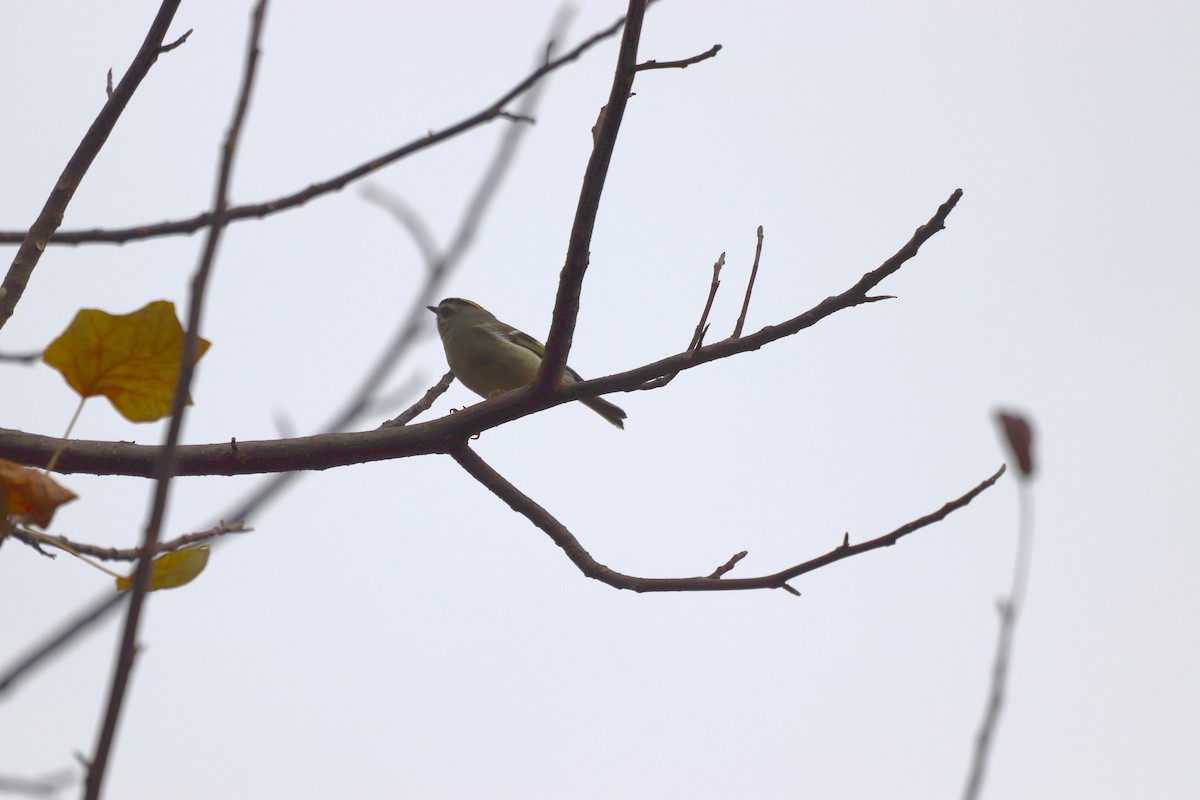 Golden-crowned Kinglet - ML646252986