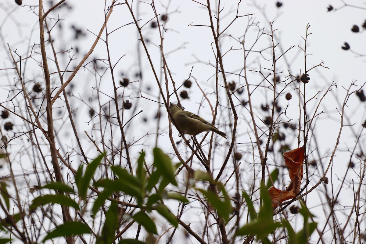Golden-crowned Kinglet - ML646252987
