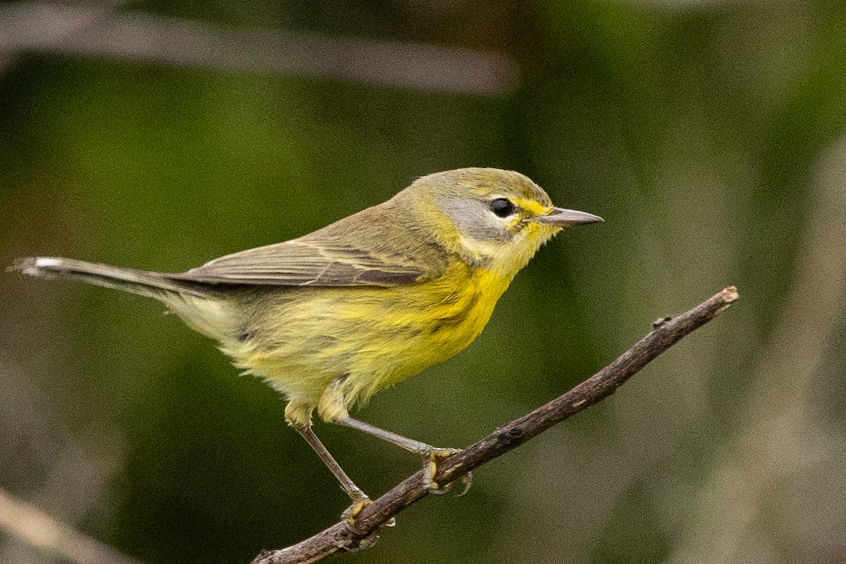 Prairie Warbler - ML646252988