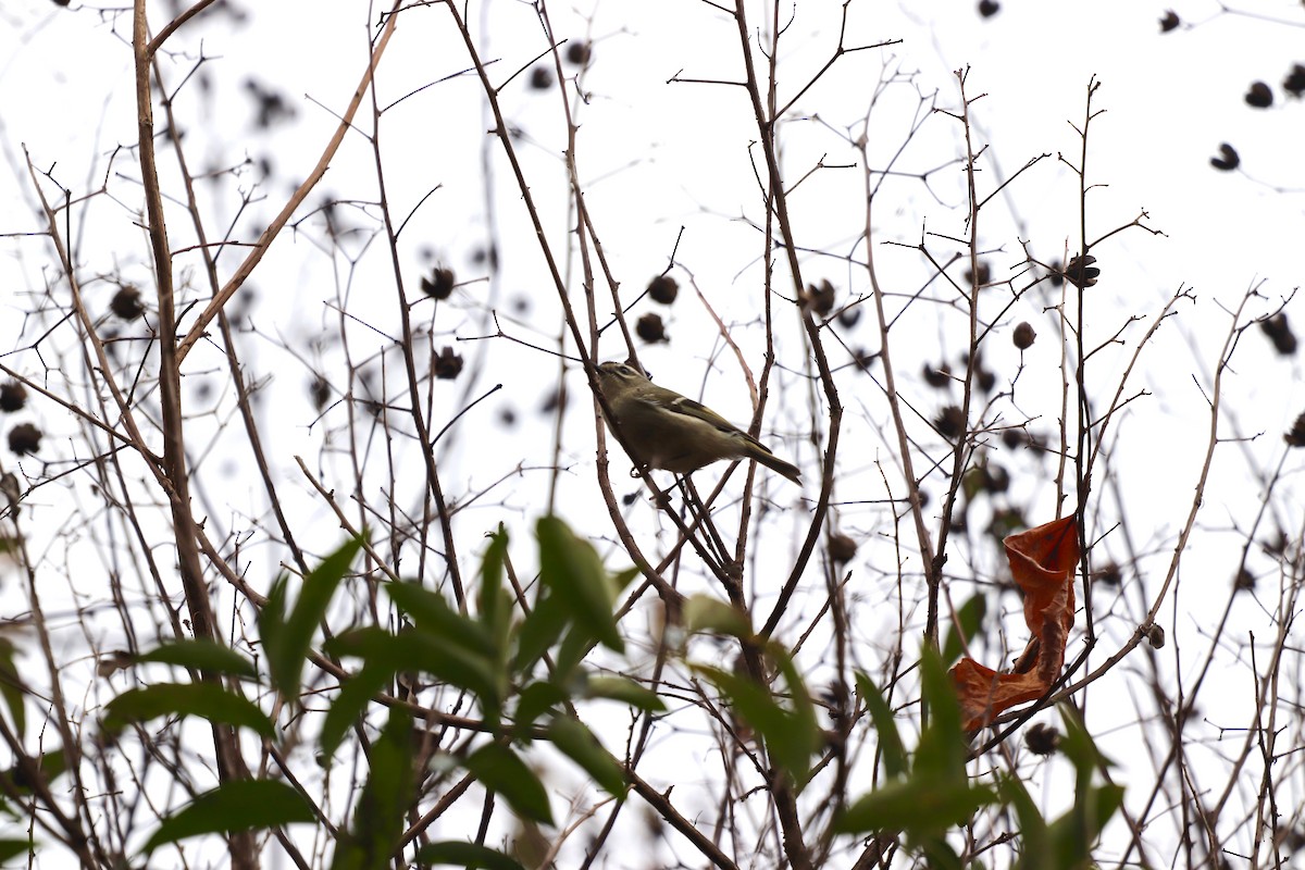 Golden-crowned Kinglet - ML646252989