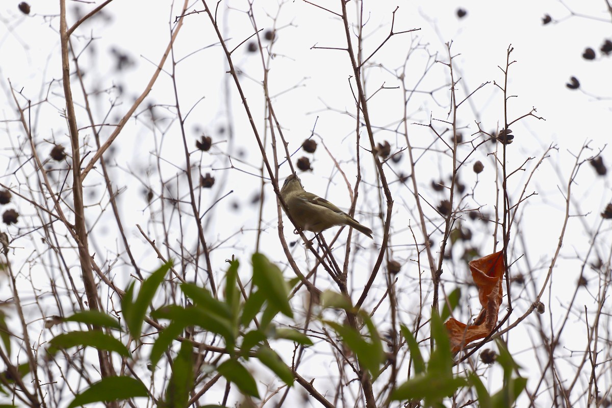Golden-crowned Kinglet - ML646252990