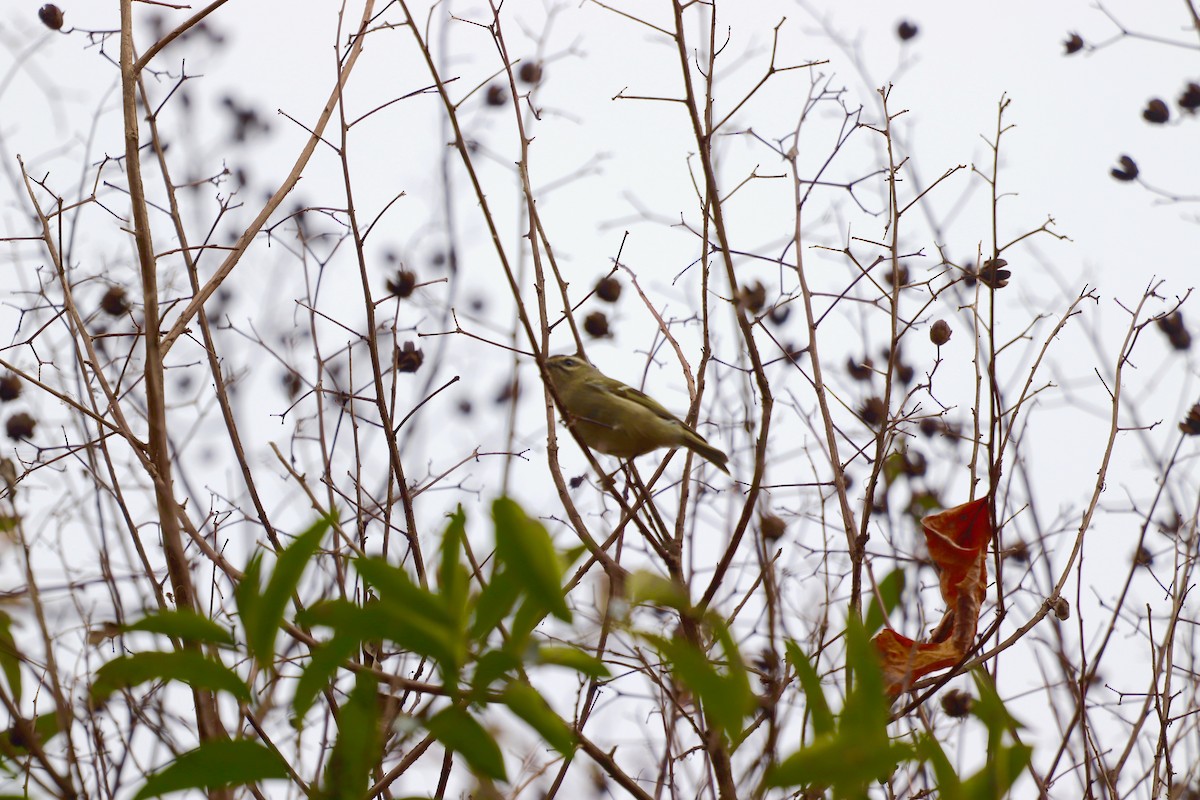 Golden-crowned Kinglet - ML646252991