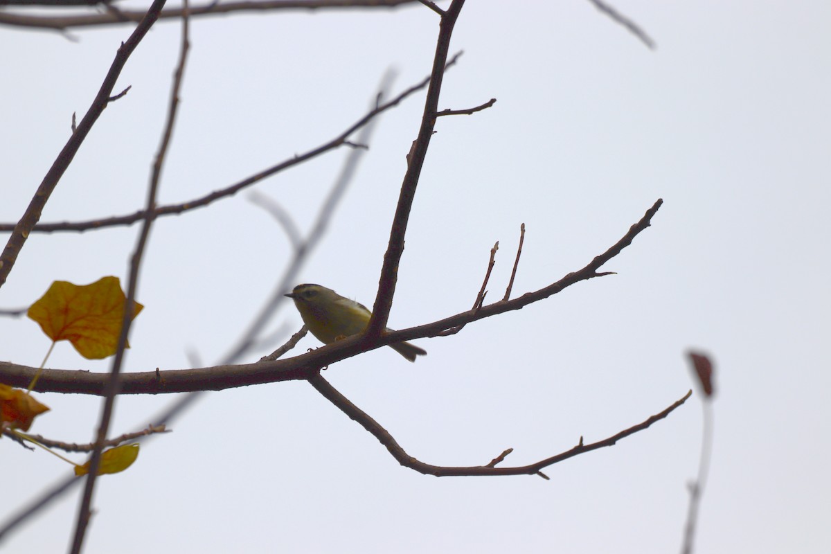 Golden-crowned Kinglet - ML646252992