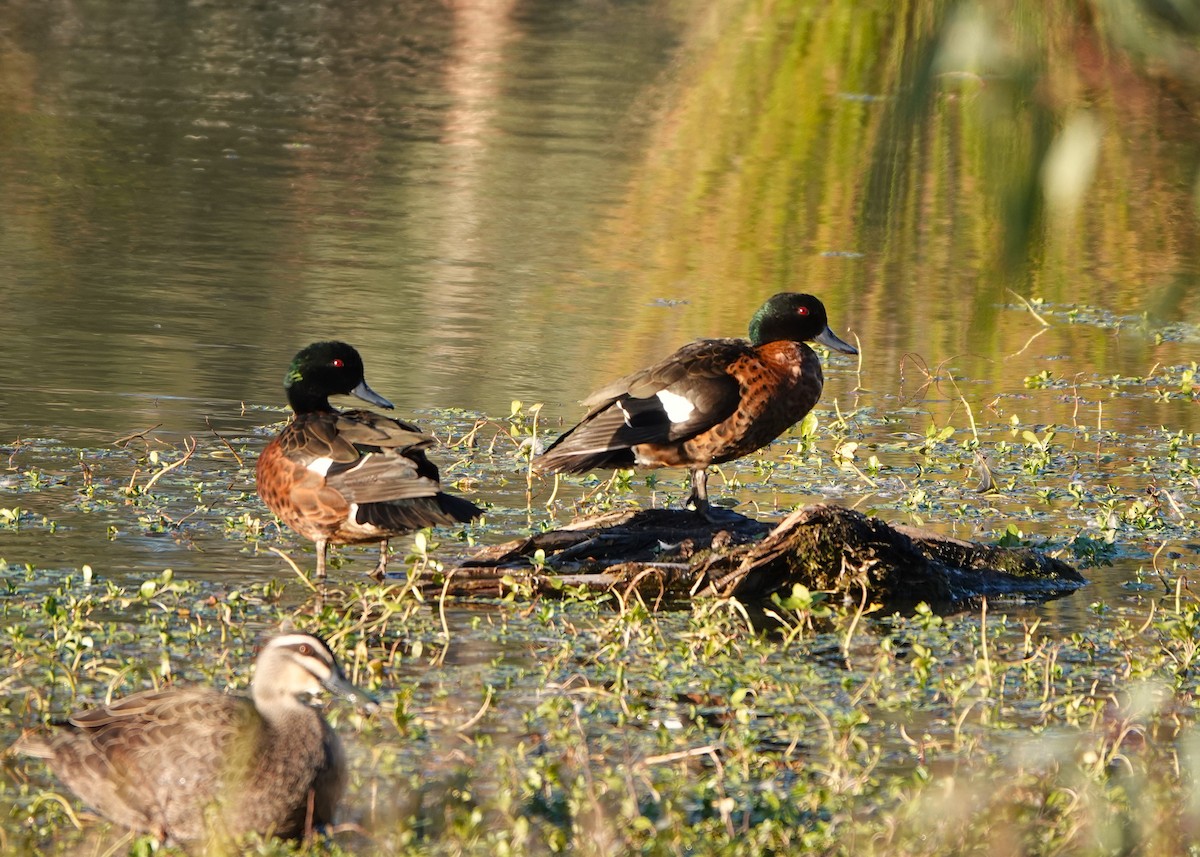 Sarcelle rousse - ML646252994