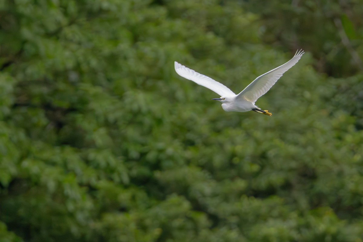 Aigrette garzette - ML646252996