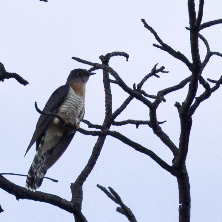 Red-chested Cuckoo - ML646252998