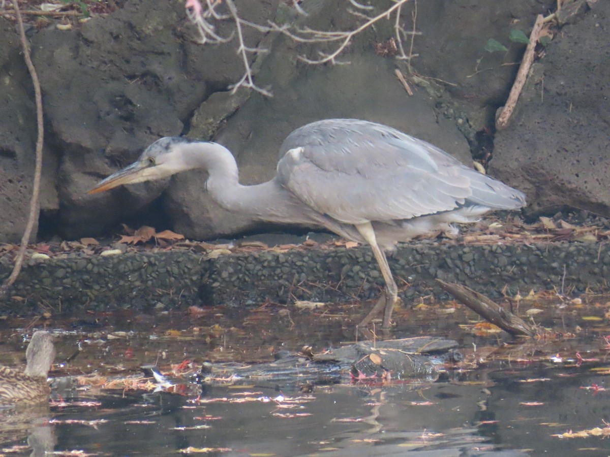Héron cendré (cinerea/jouyi) - ML646252999