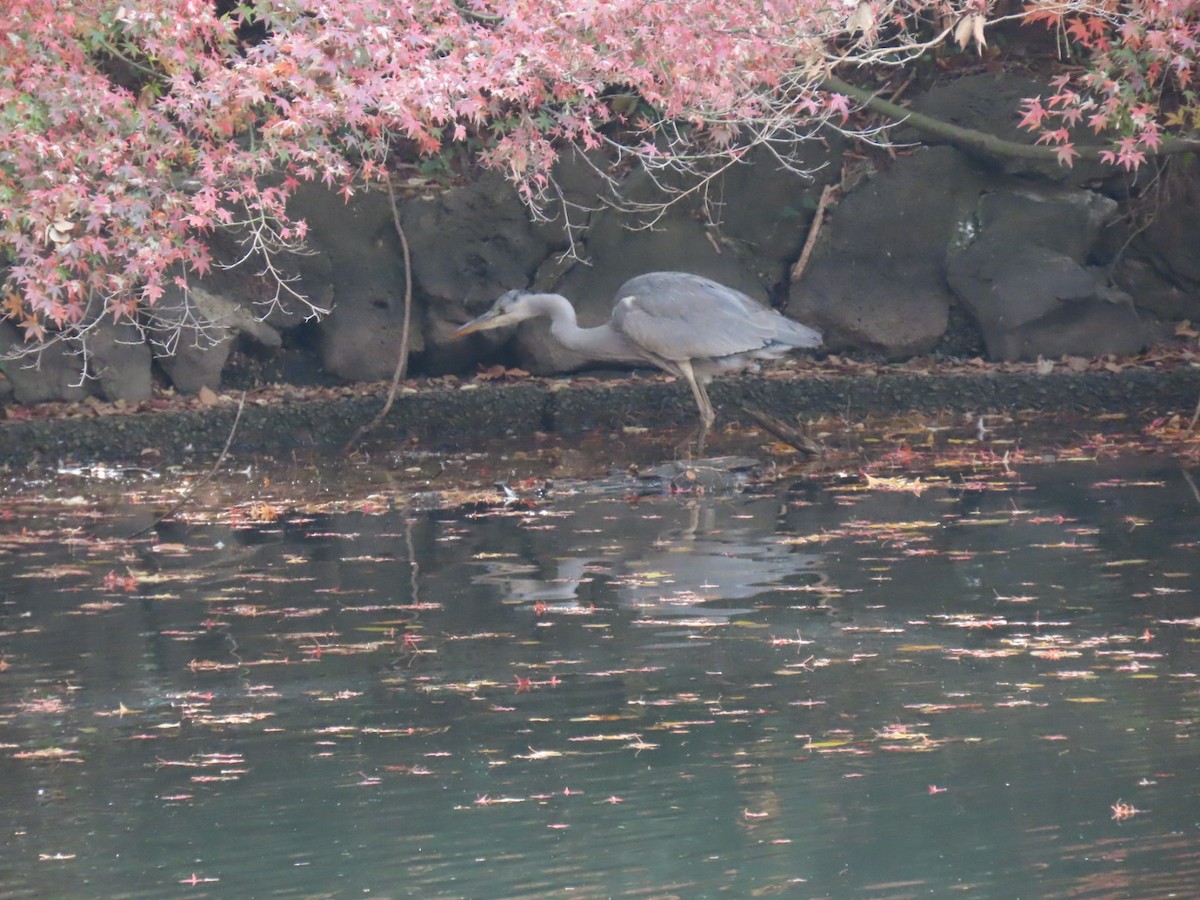 Héron cendré (cinerea/jouyi) - ML646253001