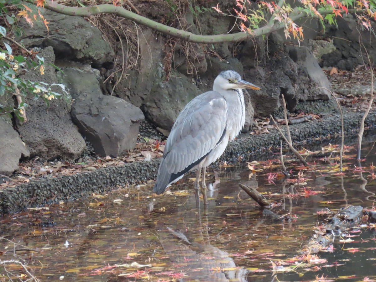 Héron cendré (cinerea/jouyi) - ML646253002