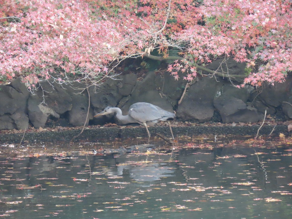 Héron cendré (cinerea/jouyi) - ML646253003