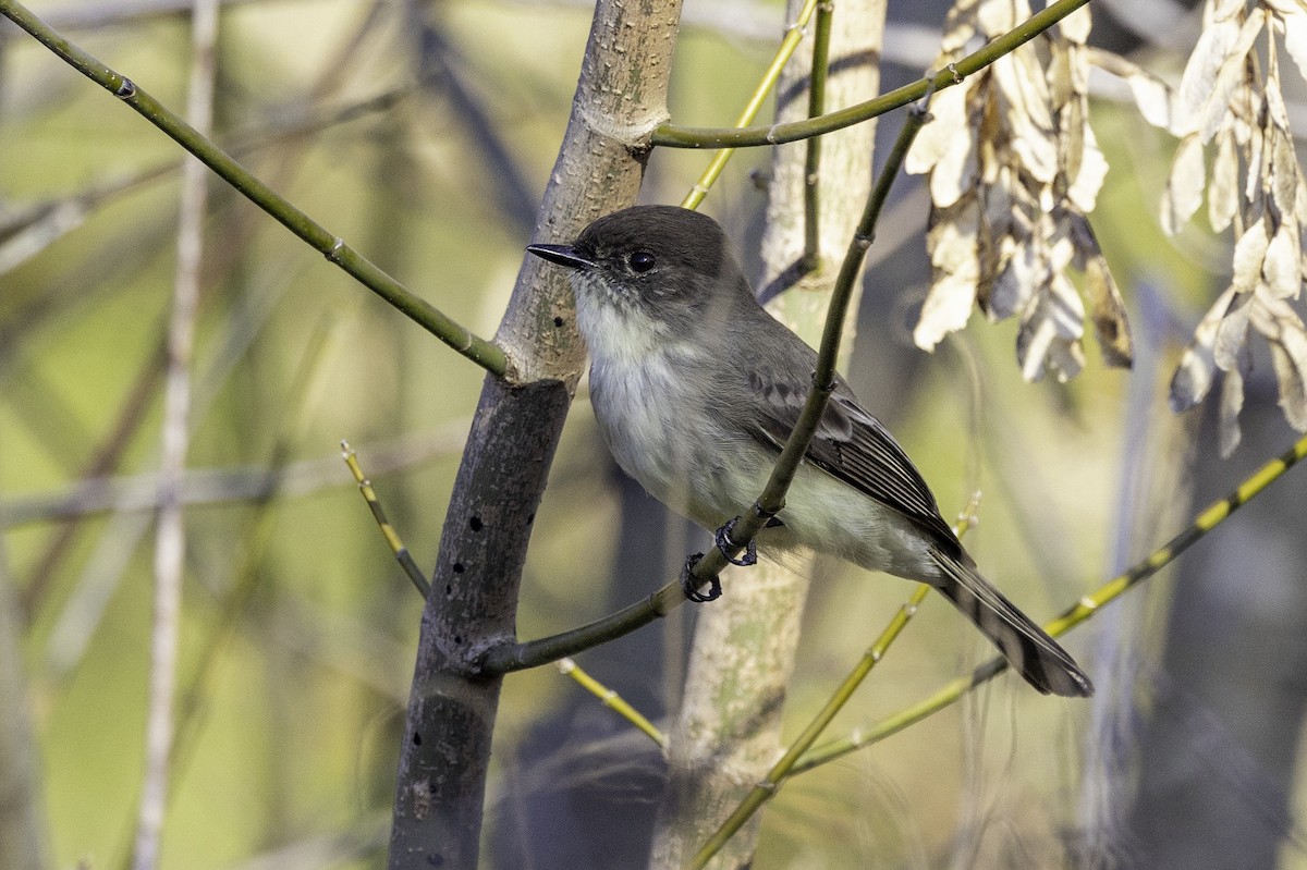 Moucherolle phébi - ML646253006