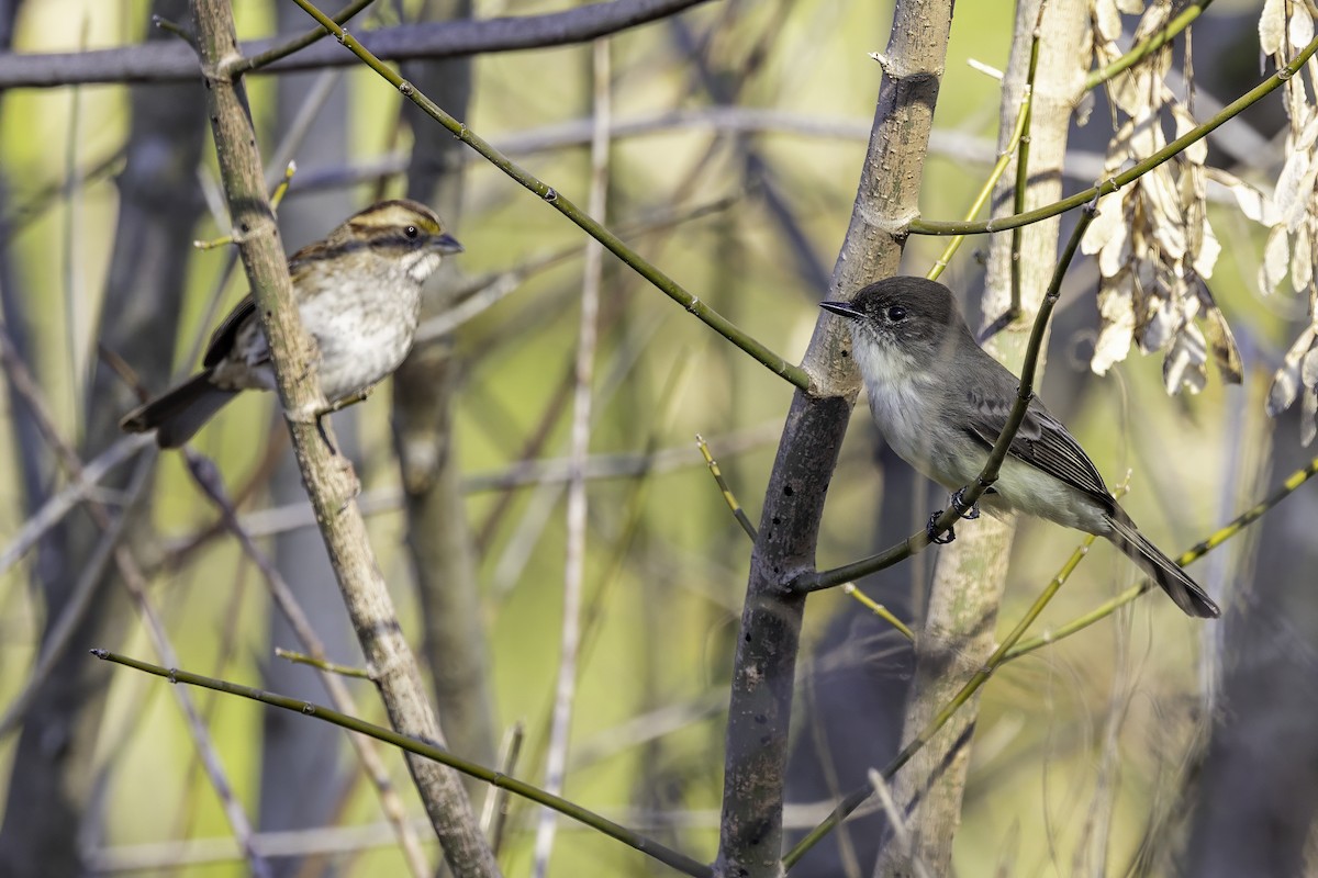 Moucherolle phébi - ML646253007