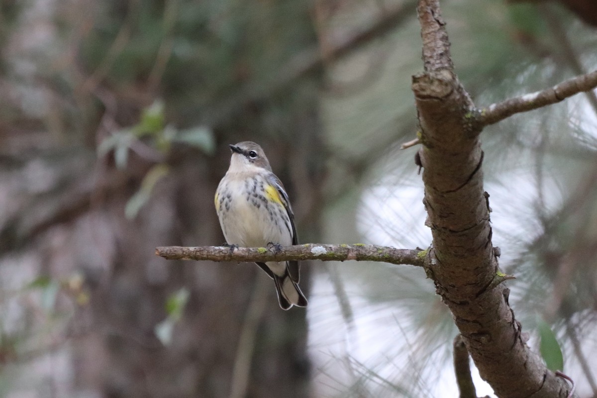 Paruline à croupion jaune - ML646253008