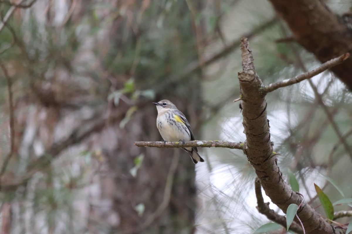 Paruline à croupion jaune - ML646253009