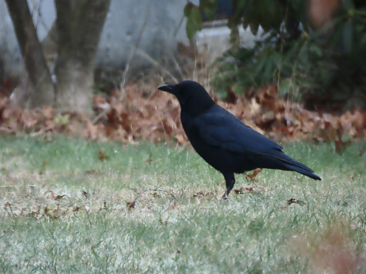 Corneille d'Amérique - ML646253010