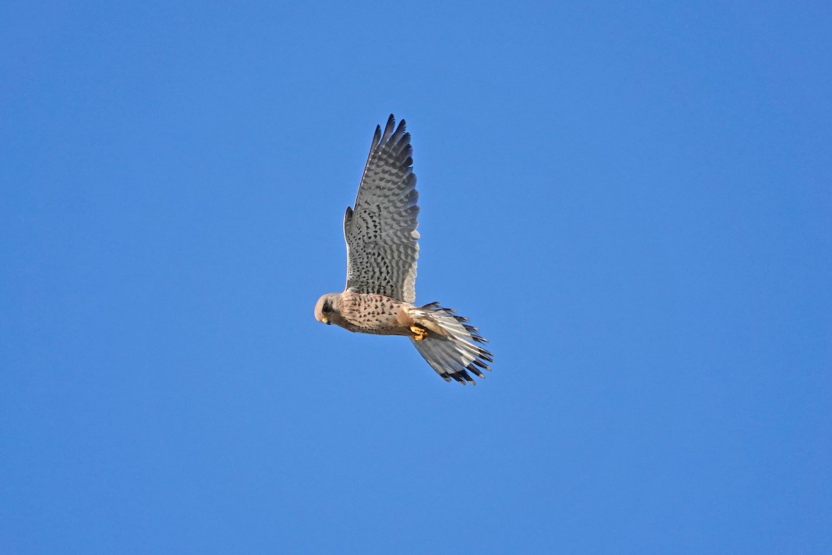 Faucon crécerelle - ML646253013