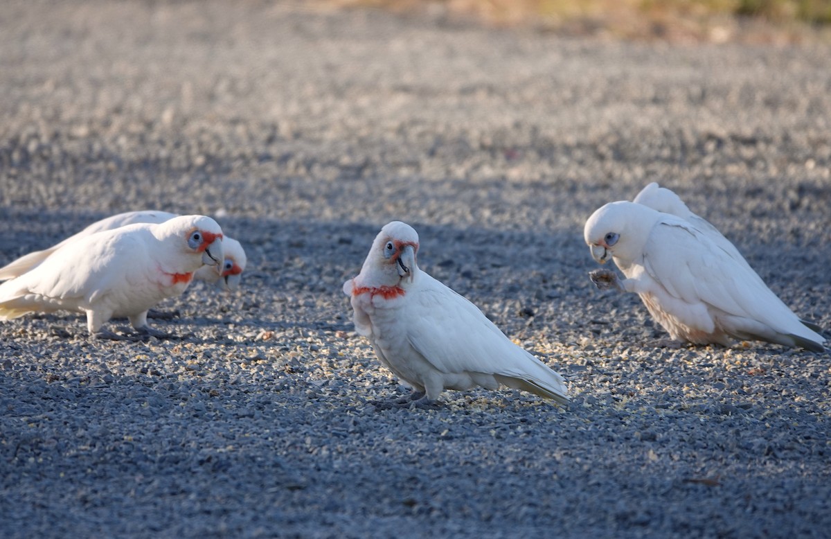 Cacatoès nasique - ML646253015