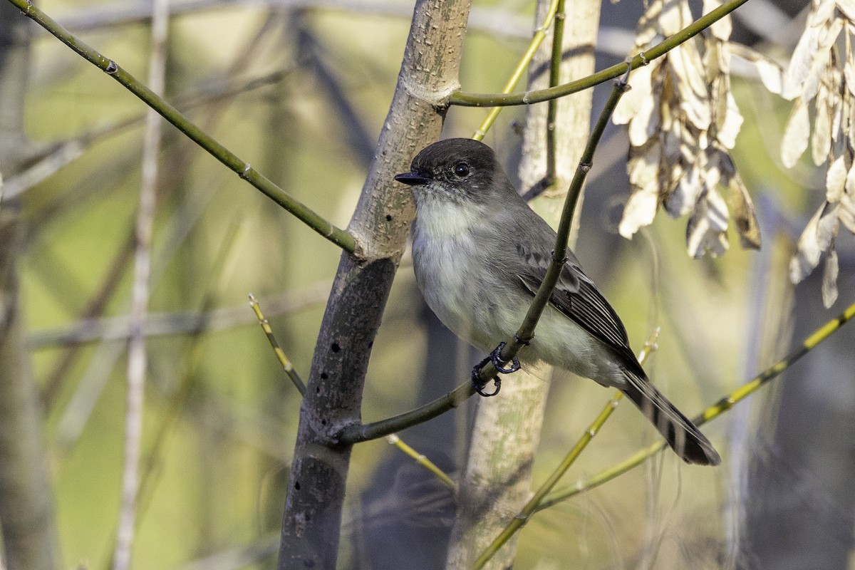 Moucherolle phébi - ML646253017