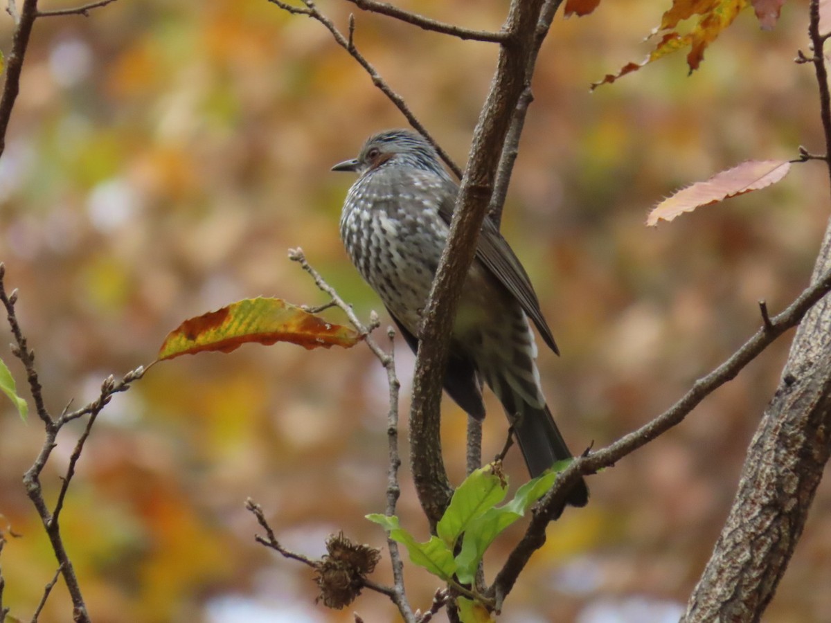Bulbul à oreillons bruns - ML646253018