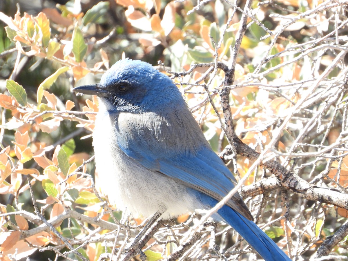 Geai de Woodhouse - ML646253019