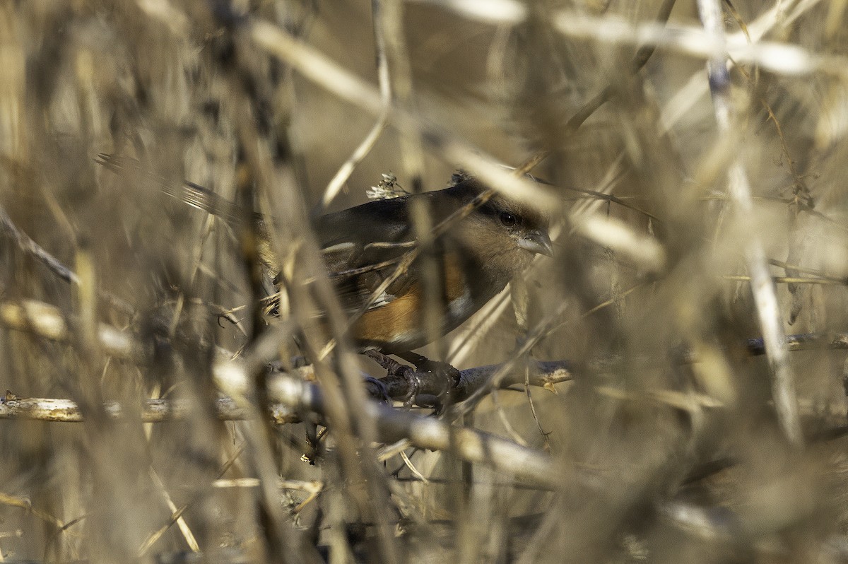 Tohi à flancs roux - ML646253020