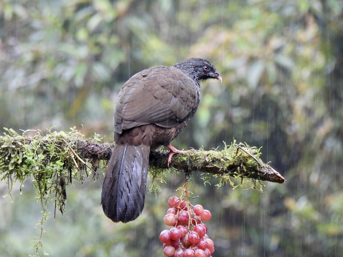 Pénélope des Andes - ML646253024