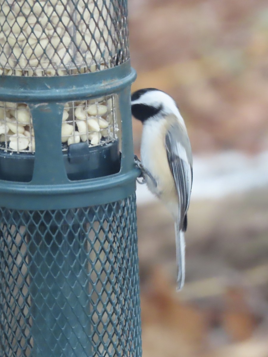 Mésange à tête noire - ML646253025