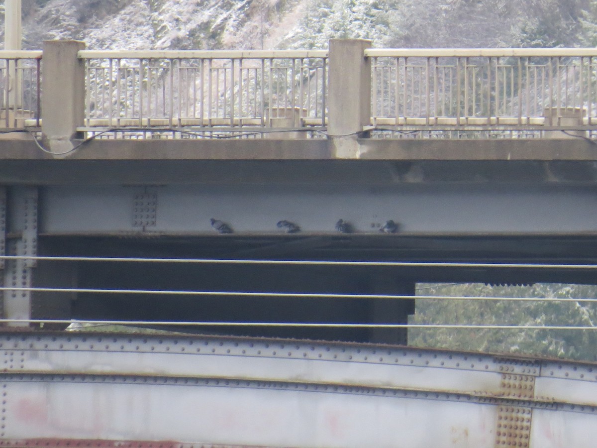 Pigeon biset (forme domestique) - ML646253027