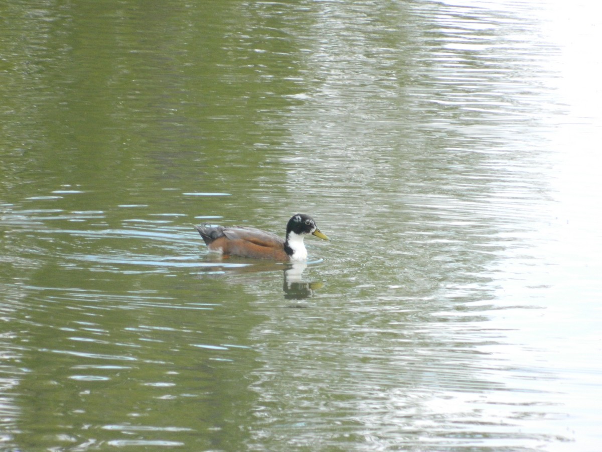 Canard colvert - ML646253028