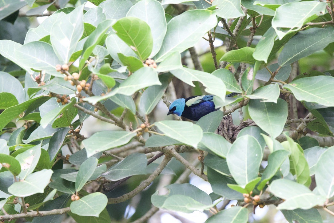 Calliste à cou bleu - ML646253029