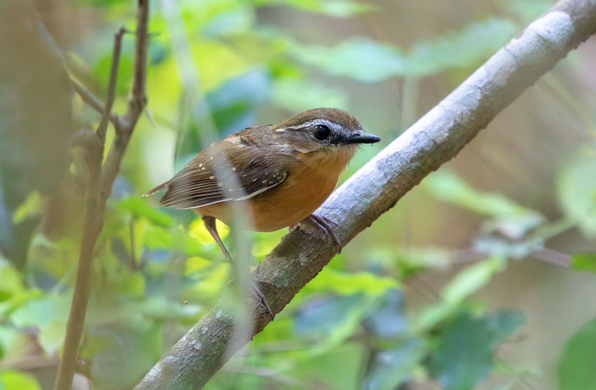 Conopophage à joues noires - ML646253032