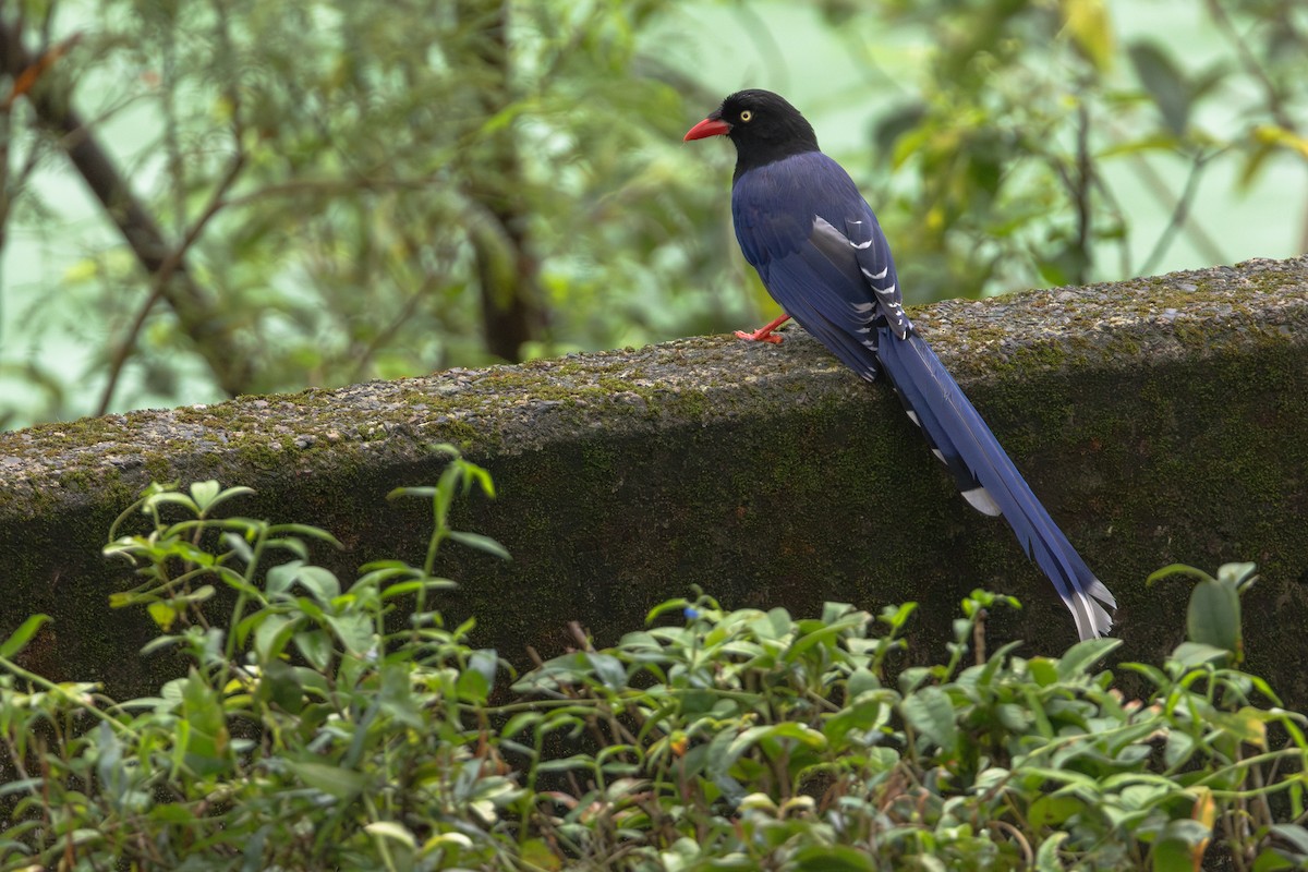 Кіта тайваньська - ML646253042