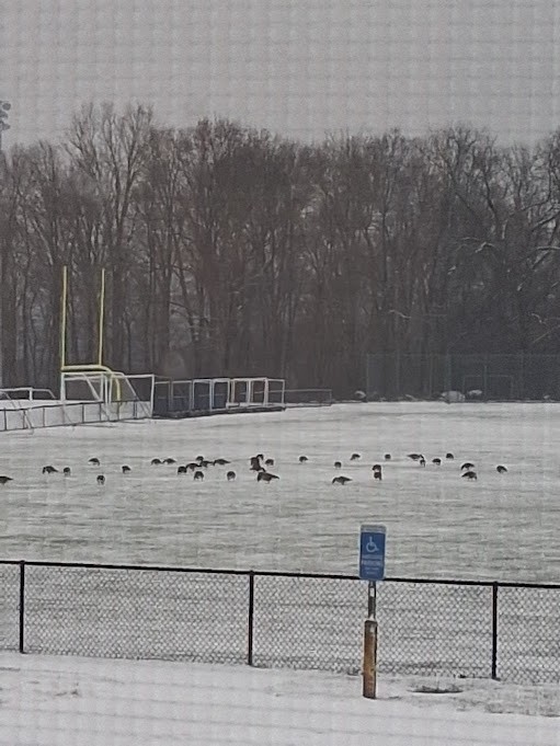 Canada Goose - ML646253043