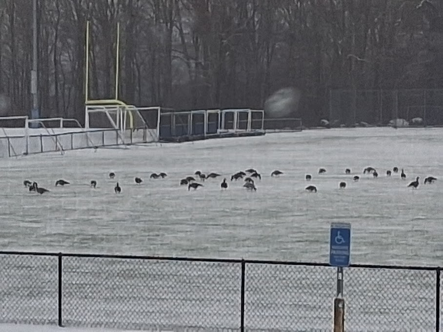 Canada Goose - ML646253044