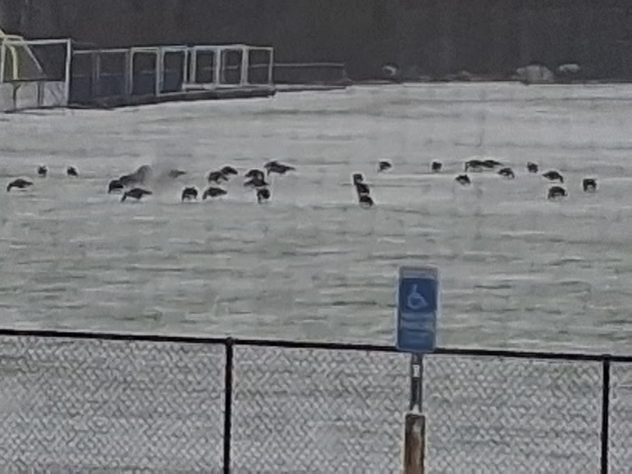 Canada Goose - ML646253045