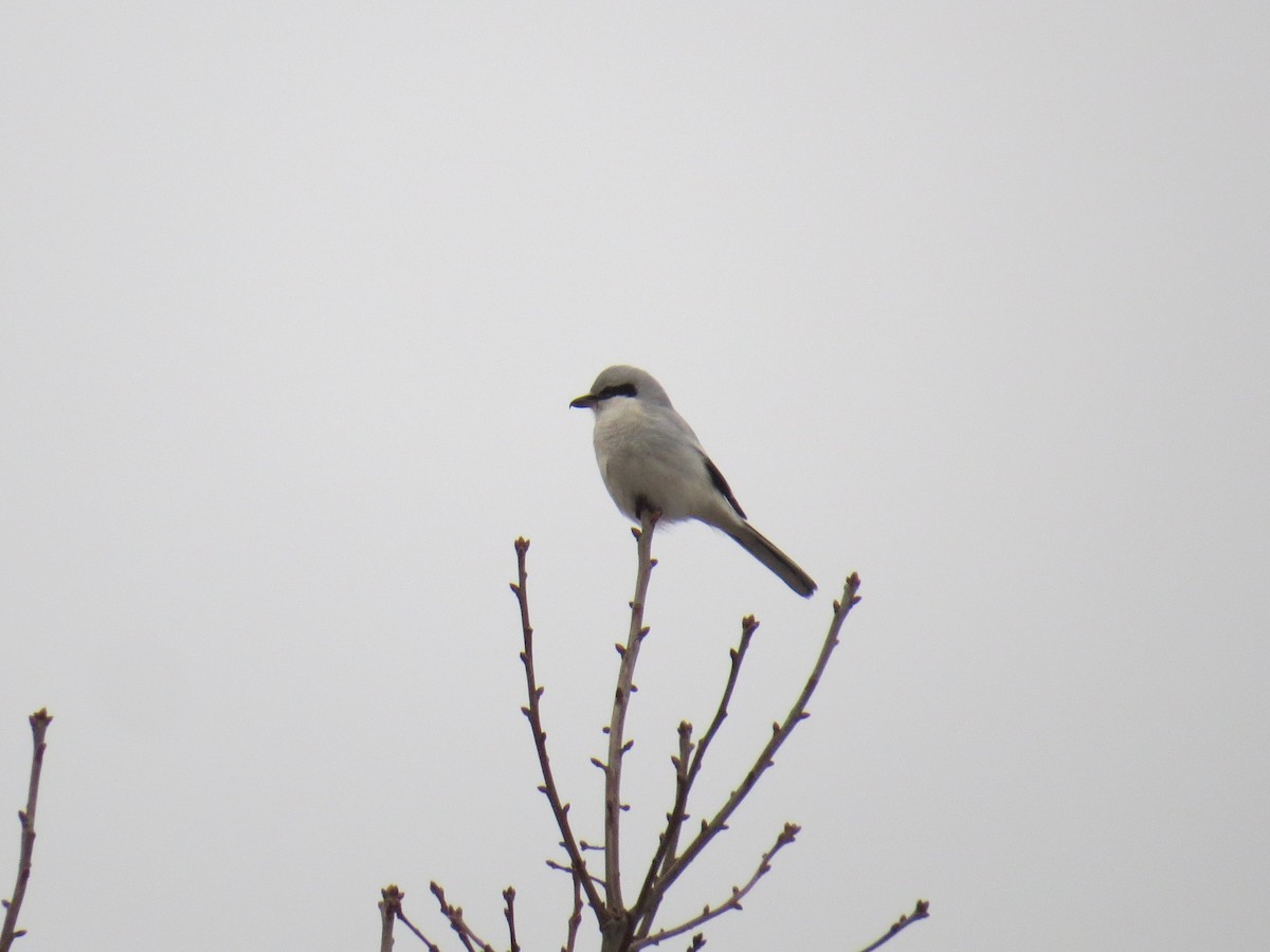 Antzandobi boreala - ML646253046