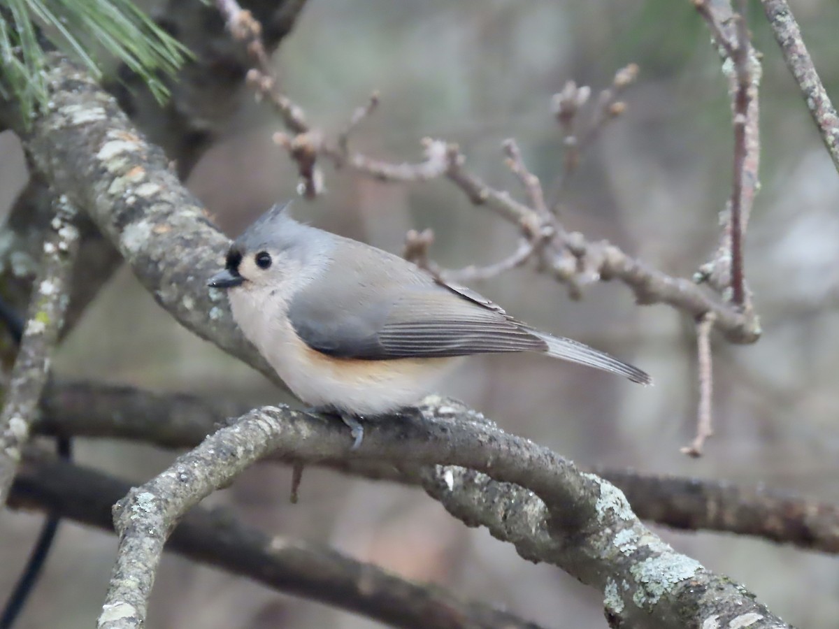 Grauhäubchenmeise - ML646253047