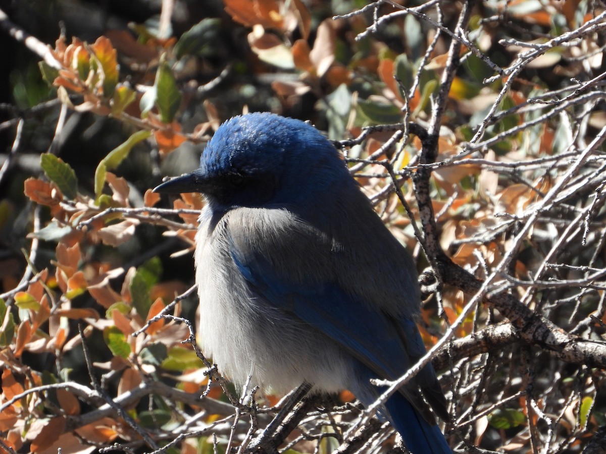 sojka vnitrozemská - ML646253048