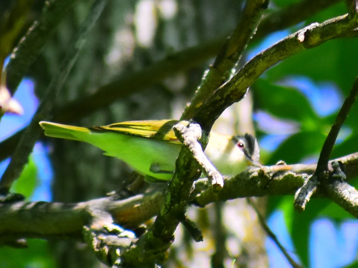 Kızıl Gözlü Vireo - ML646253049