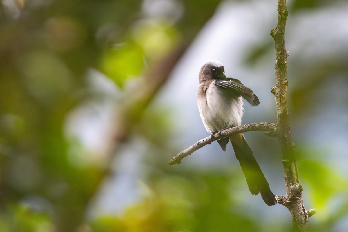 樹鵲 - ML646253052