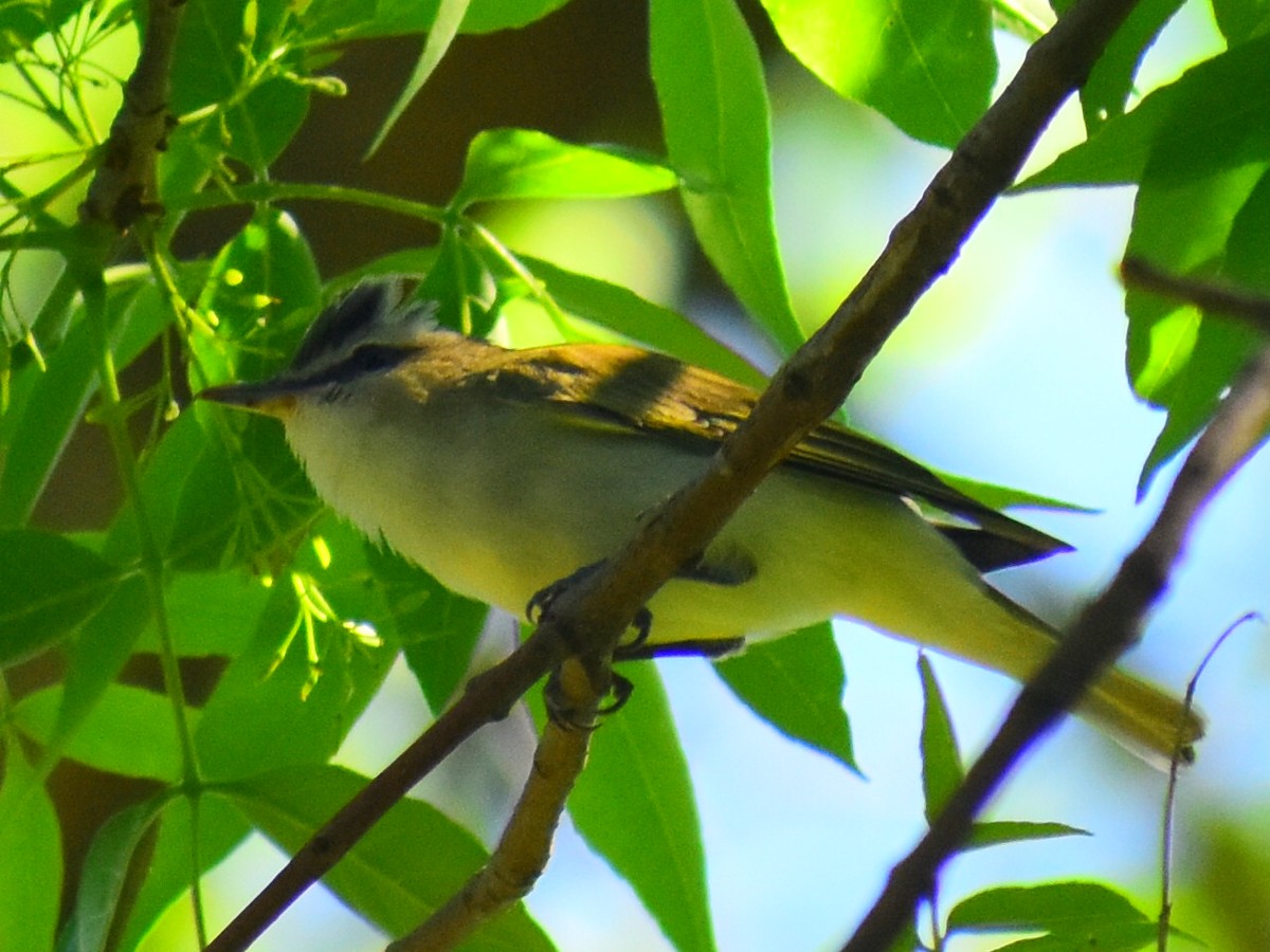Kızıl Gözlü Vireo - ML646253053
